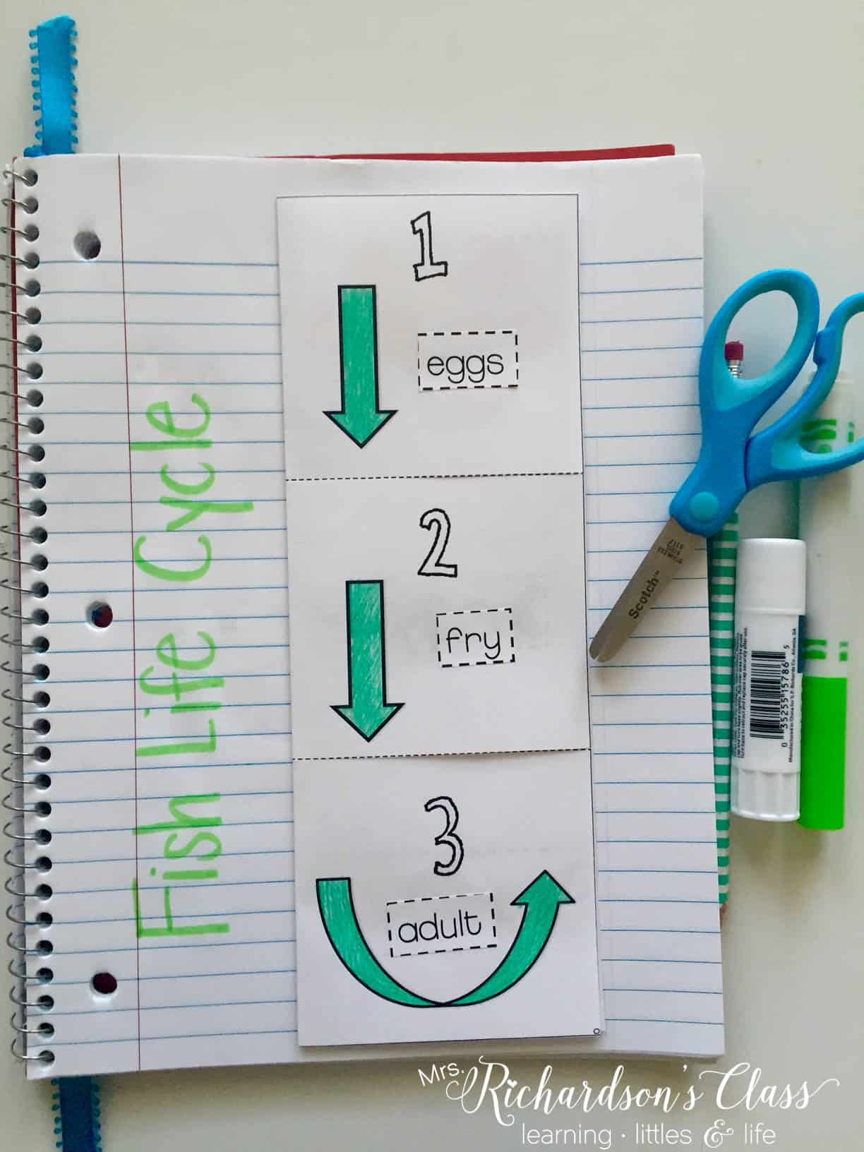 Using science interactive notebooks is a great way to work in some independent writing time for your students. This fish life cycle book does just that! 