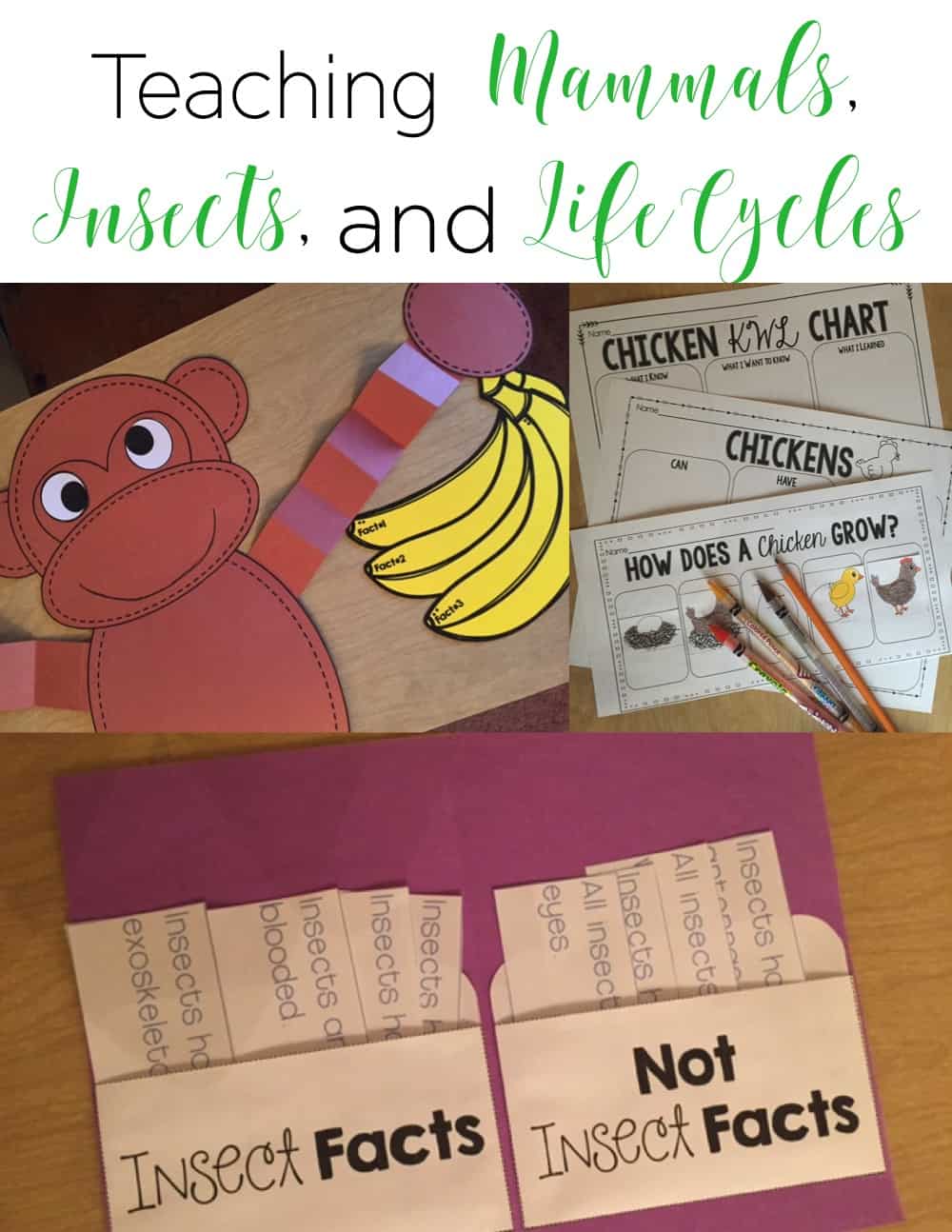 The spring time in the classroom is the perfect time to engage learners as they learn about mammals, insects, and life cycles. These lesson ideas and activities are perfect for kindergarten and first grade! #kindergarten #firstgrade #homeschool #scienceteacher #activities