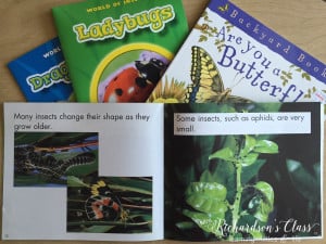 6 Ideas for teaching about insects for kindergarten, first grade, and even second grade!