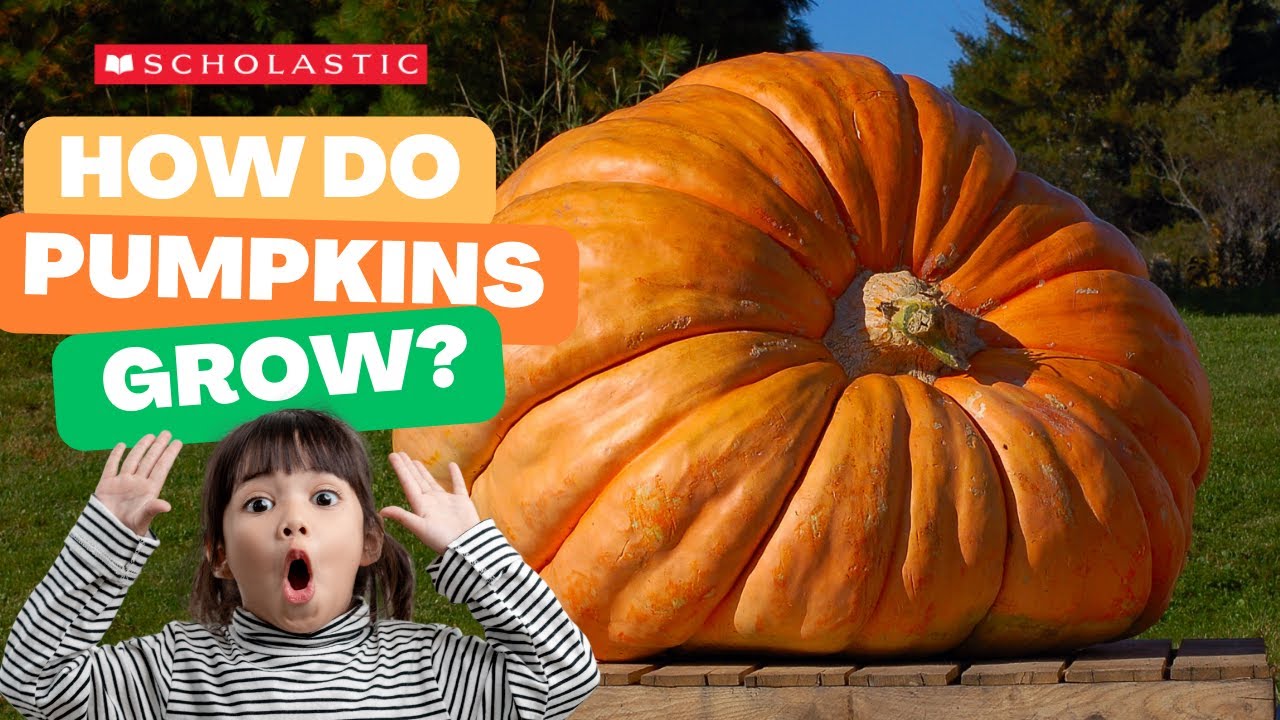 A Pumpkin Grows