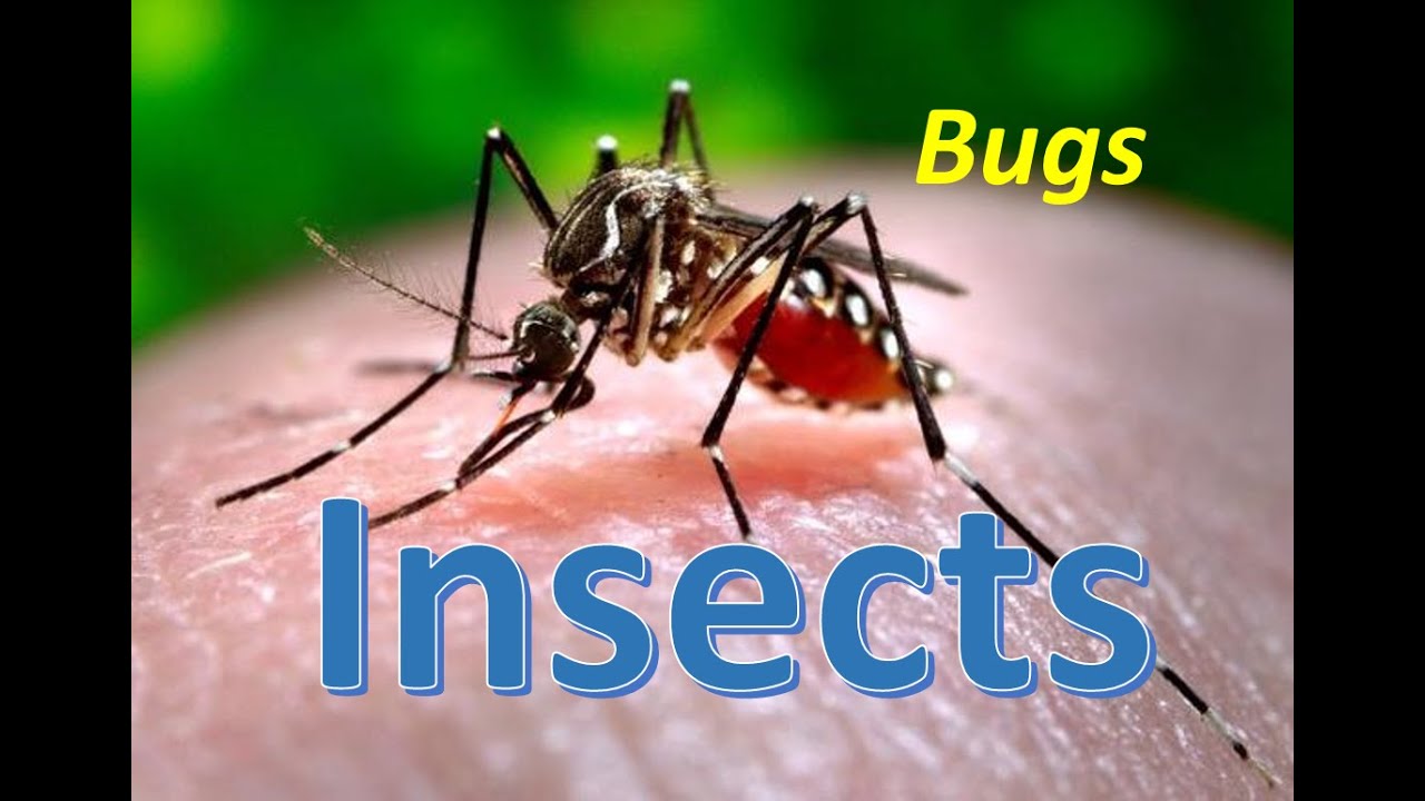 Bugs and Insects for Kindergarten,Preschool and Junior kids