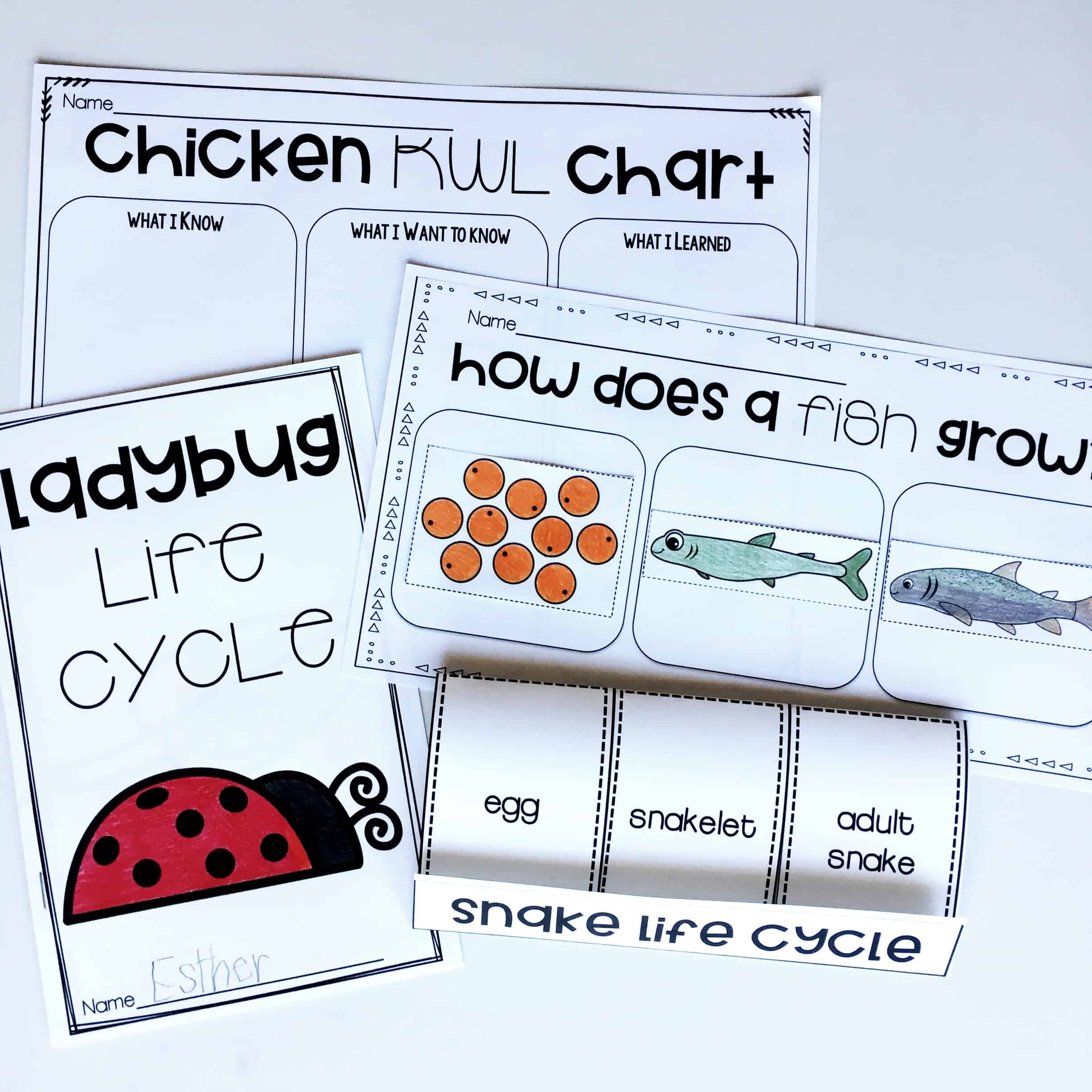 This life cycles bundle is perfect for first grade and even second grade students. It has everything you could need from life cycle printables, life cycle mini-books, to life cycle graphic organizers. 
